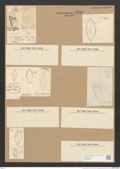 Diatomeae indet. (de-Toni-Nr.: Species 1263 ?) Zeichnungen Sammlung Grunow Nr. 2463 (NHMW-BOT-W0369635)